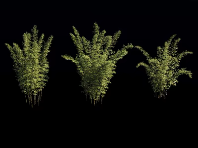 Three Lush Bamboo Clusters With Green Leaves Isolated On Black Background 3d model