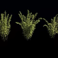 Three Lush Bamboo Clusters With Green Leaves Isolated On Black Background