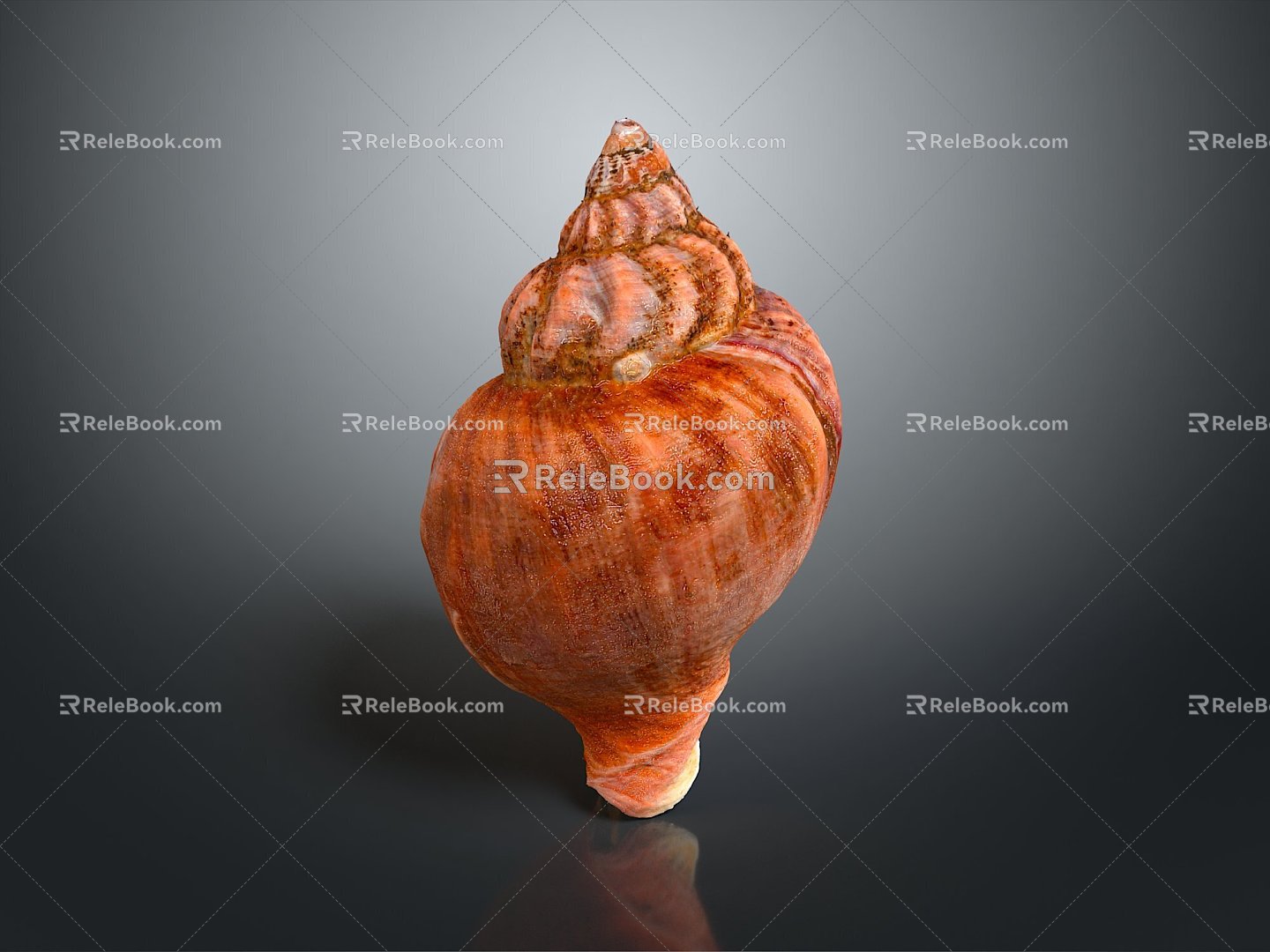 conch bone snail snail field snail shellfish marine animal fish freshwater fish marine fish animal 3d model