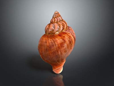 conch bone snail field snail shellfish marine animal fish freshwater fish marine fish animal 3d model