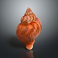 conch bone snail snail field snail shellfish marine animal fish freshwater fish marine fish animal 3d model