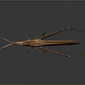 Detailed Brown Grasshopper Isolated on Gray Gradient Background with Reflection