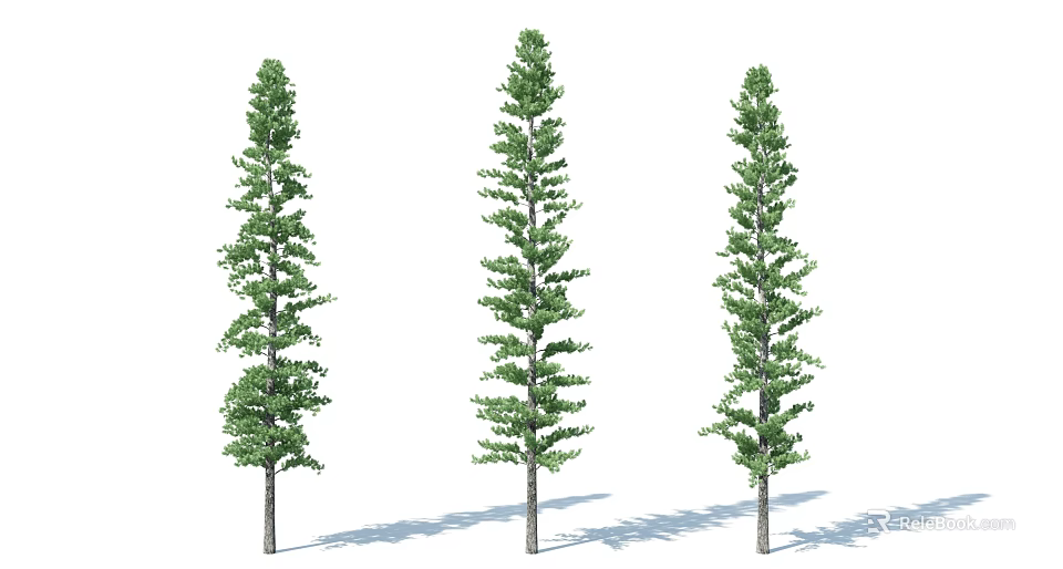 Three Tall Arbor Trees With Green Dense Foliage And Straight Trunks 3d model 