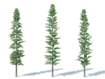 Three Tall Arbor Trees With Green Dense Foliage And Straight Trunks 3d model