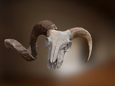 Modern Skull 3d model
