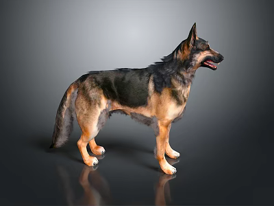 Standing German Shepherd Dog With Black And Tan Coat In Side View 3d model