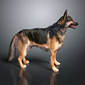 Standing German Shepherd Dog With Black And Tan Coat In Side View