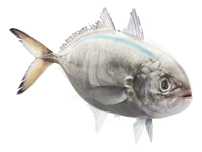 Fresh Whole Silver Aquatic Fish With Blue Stripe Large Eyes Fins And Tail 3d model