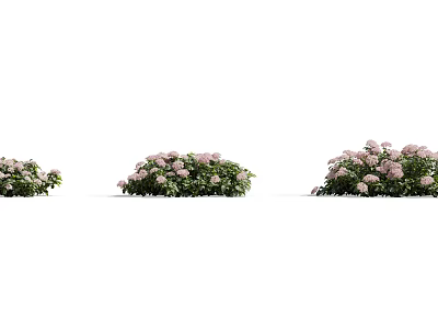 Flowering Shrubs With Pink Blooms And Green Foliage In Different Sizes 3d model
