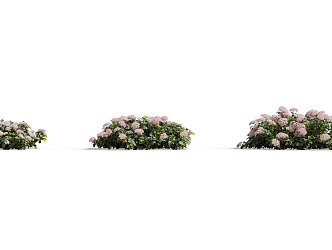 Modern shrubs 3d model