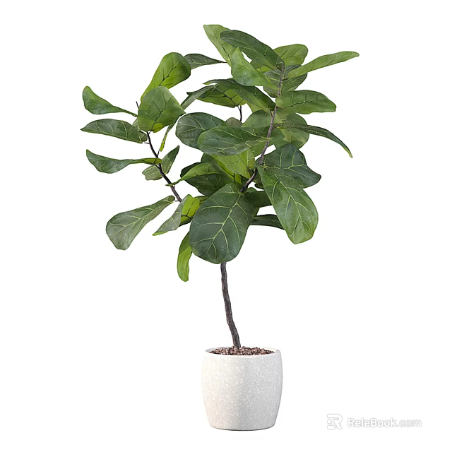 Bonsai Potted Fiddle Leaf Fig With Large Green Leaves In White Pot 3d model 