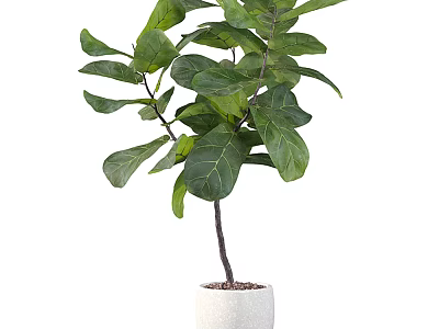 Bonsai Potted Fiddle Leaf Fig With Large Green Leaves In White Pot 3d model