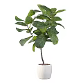 Bonsai Potted Fiddle Leaf Fig With Large Green Leaves In White Pot