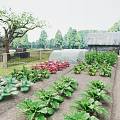 Fresh Vegetable Crops Growing In Organized Farm Field With Red Flowers Wooden Shed And Trees