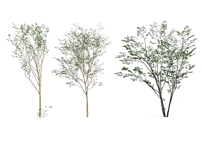 Three Different Arbor Trees With Green Leaves And Slender Trunks 3d model