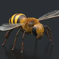 Macro Shot Of Flying Bee With Yellow Black Stripes Hairy Body Transparent Wings Black Background