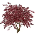 Modern Maple Landscape Tree 3d model
