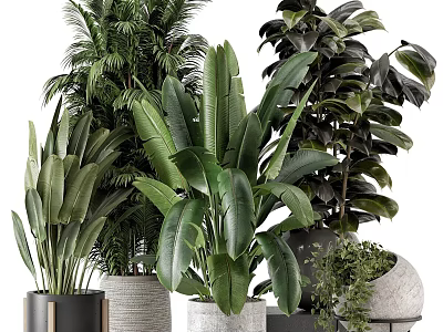 Indoor Plants With Large Leaf Palm And Monstera In Black Metal Woven Marble Pots 3d model