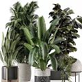 Indoor Plants With Large Leaf Palm And Monstera In Black Metal Woven Marble Pots