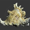 Conch Shell Featuring Yellowish White Color Detailed Texture Spiky Edges And Reflection On Dark Background