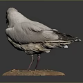 Detailed Preserved Seagull Taxidermy Standing On Base With Small Pebbles
