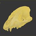 Animal Skull Skeletal Organ with Sharp Teeth and Cranial Features on Dark Reflective Surface 3d model