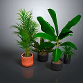 Vibrant Potted Tropical Plants With Large Green Leaves And Various Types In Orange Black Pots