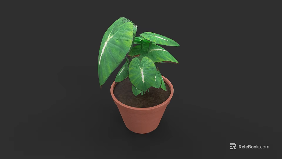Green Potted Plant With Large Leaves And White Stripes In Brown Terracotta Pot 3d model 