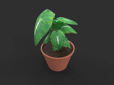 Green Potted Plant With Large Leaves And White Stripes In Brown Terracotta Pot 3d model
