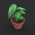Green Potted Plant With Large Leaves And White Stripes In Brown Terracotta Pot