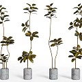 Four Potted Bonsai Plants with Slender Stems Dark Green Leaves in Gray Cylindrical Cement Pots