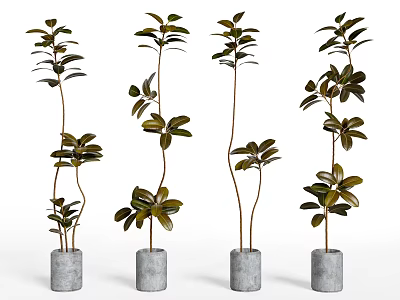 Four Potted Bonsai Plants with Slender Stems Dark Green Leaves in Gray Cylindrical Cement Pots 3d model