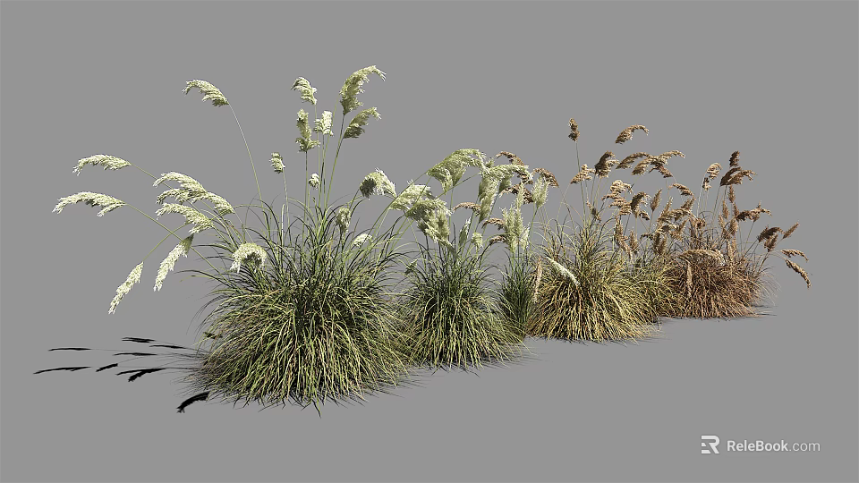 Various Ornamental Grasses with White Plumes and Brown Foliage for Landscaping 3d model 