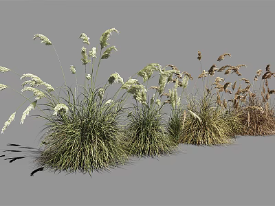 Various Ornamental Grasses with White Plumes and Brown Foliage for Landscaping 3d model