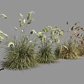 Various Ornamental Grasses with White Plumes and Brown Foliage for Landscaping