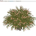 Lush Flowering Arbor Tree With Abundant Green Foliage And Pink Blossoms