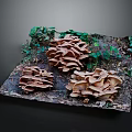 Natural Mushrooms Growing On Wooden Stone Surface With Green Vines And Moss