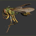 Close Up View of Green and Yellow Wasp with Transparent Wings on Dark Background