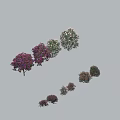 Various Colorful Flowering Arbor Trees With Pink Purple White Blooms And Shapes