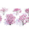 Pink Flowering Trees Featuring Various Blooming Forms And Lush Pink Blossoms