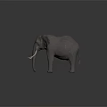 Gray Elephant with Long Ivory Tusks Large Ears Textured Skin Standing on Dark Background