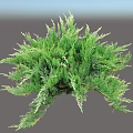 Vibrant Lush Green Shrub With Dense Foliage And Healthy Evergreen Branches