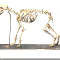 Intricate Dog Skeleton Sculpture in Standing Pose on Black Wooden Base