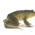 Green Warty Frog As Aquatic Animal With Yellow Underside And Large Eyes