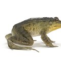 Frog 3d model