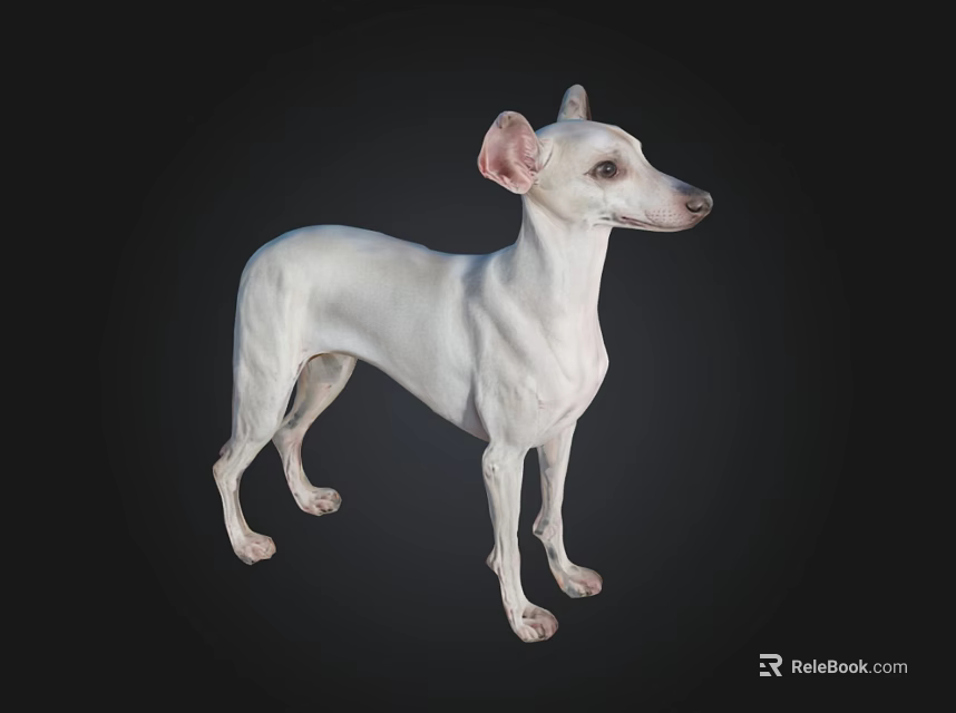 White Italian Greyhound Dog Standing on Black Background in 3D Rendering 3d model 
