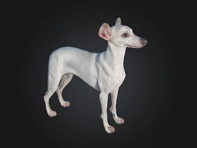 White Italian Greyhound Dog Standing on Black Background in 3D Rendering 3d model