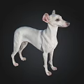 White Italian Greyhound Dog Standing on Black Background in 3D Rendering 3d model