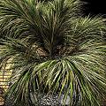 modern plant palm green plant flower bed plant pile 3d model