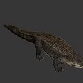 Realistic 3D Crocodile Model With Detailed Skin Texture And Lifelike Pose